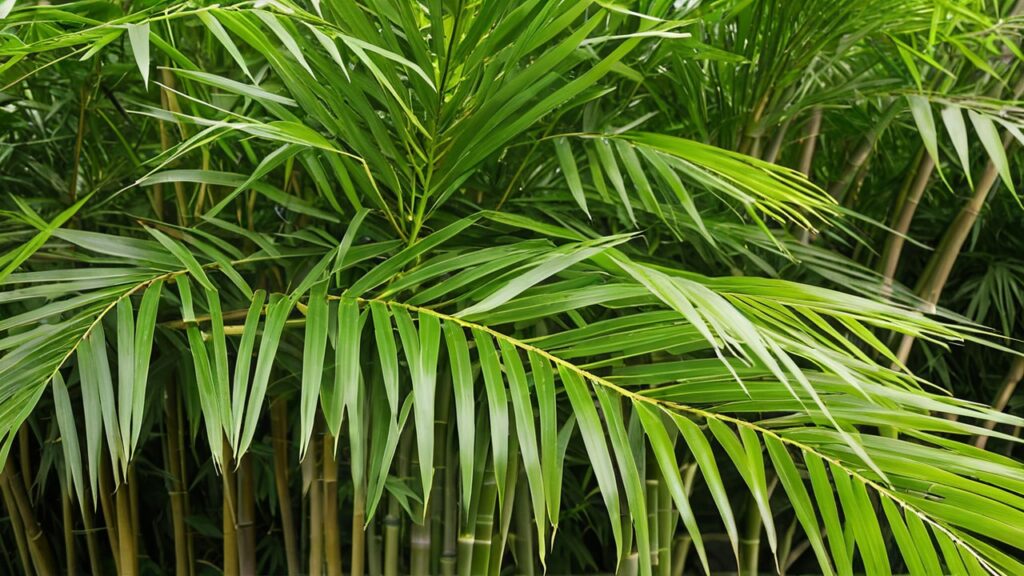 Bamboo Palm (Chamaedorea Seifrizii)