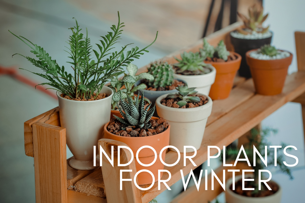 Indoor Plants for Winter: Ensuring Your Greenery Thrives During the Cold Months