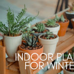 Indoor Plants for Winter: Ensuring Your Greenery Thrives During the Cold Months