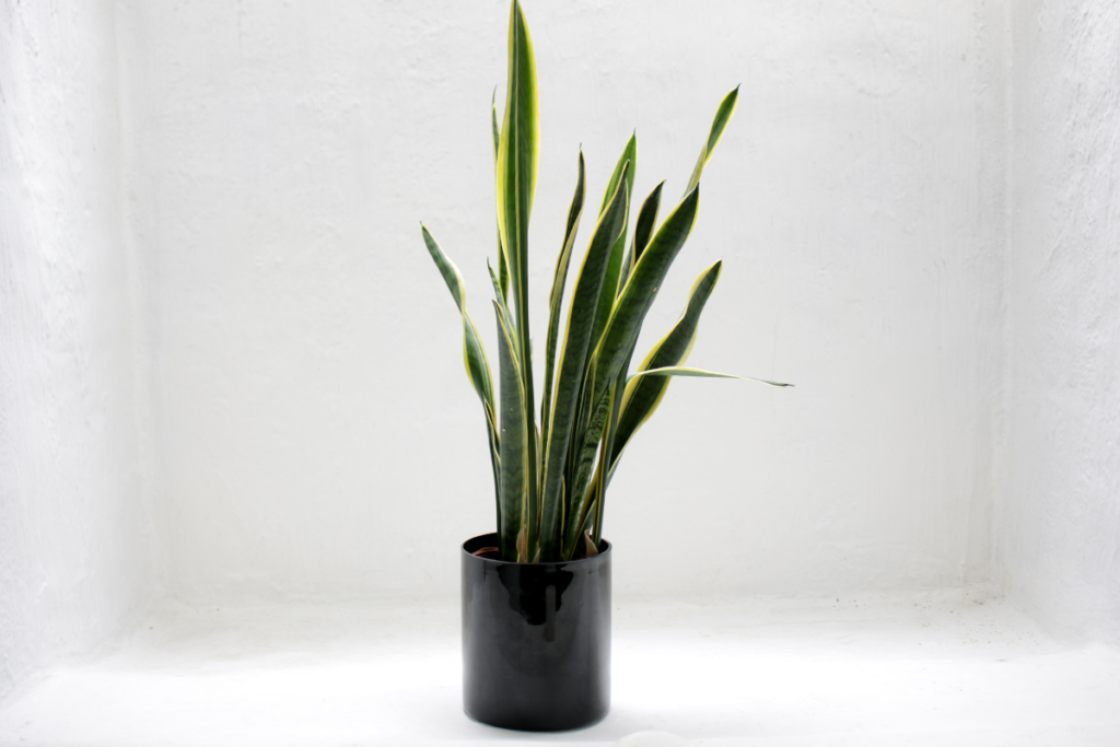 Snake Plant (Sansevieria Trifasciata)