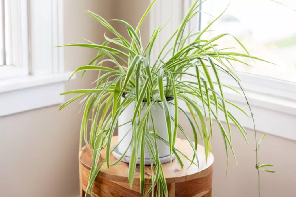 Spider Plant (Chlorophytum Comosum)