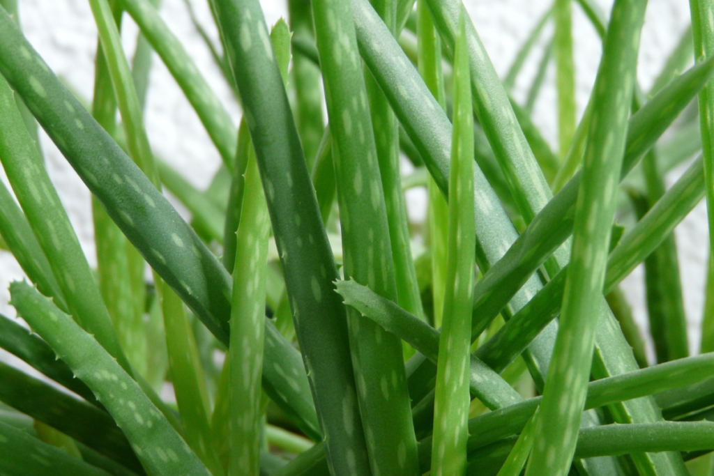 Aloe Vera (Aloe Barbadensis Miller)