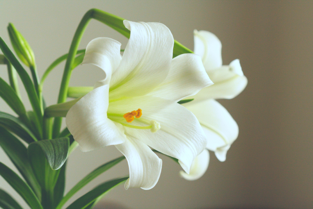 Peace Lily (Spathiphyllum)