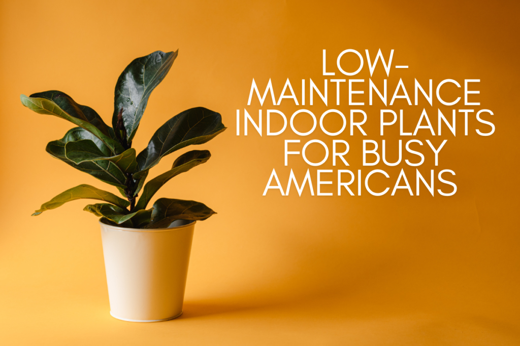 Low-Maintenance Indoor Plants for Busy Americans in 2025: A Guide to Effortless Greenery