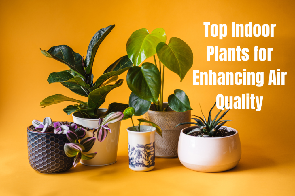 Top Indoor Plants for Enhancing Air Quality